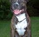 Amerikansk staffordshire terrier Dingo