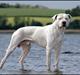 Dogo argentino cano