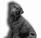 Labrador retriever Lau