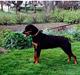 Rottweiler Ducas Sika