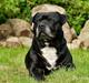 Staffordshire bull terrier  "Engelsk"  Kenzo (RIP)