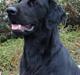 Flat coated retriever Charlie 