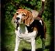 Beagle fidjii  *RIP*