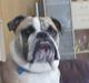 Engelsk bulldog Charlie