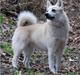 Norsk buhund Gloria