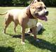 Amerikansk staffordshire terrier Malou