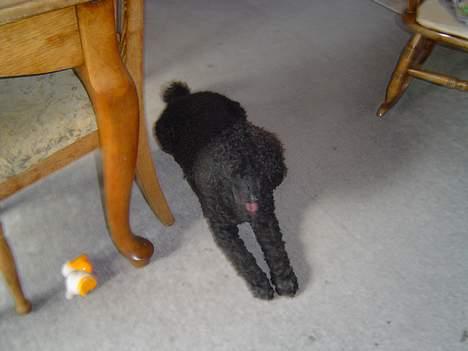 Mellempuddel Trold billede 3