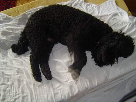 Mellempuddel Trold billede 4