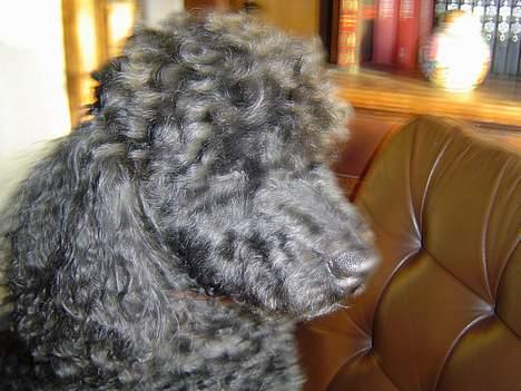 Mellempuddel Trold billede 5