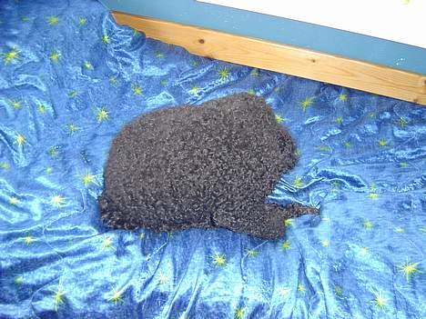 Mellempuddel Trold billede 6