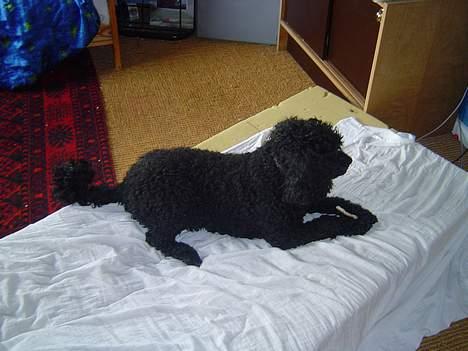 Mellempuddel Trold billede 7