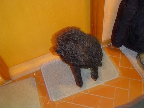 Mellempuddel Trold billede 8