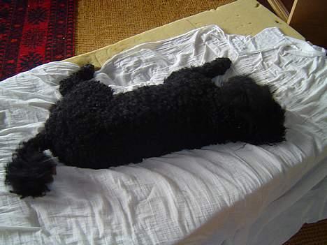 Mellempuddel Trold billede 9