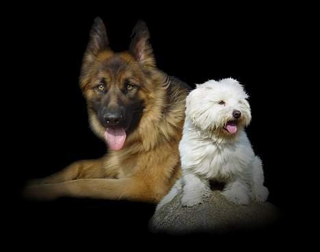 Schæferhund Slottes Sasja billede 10