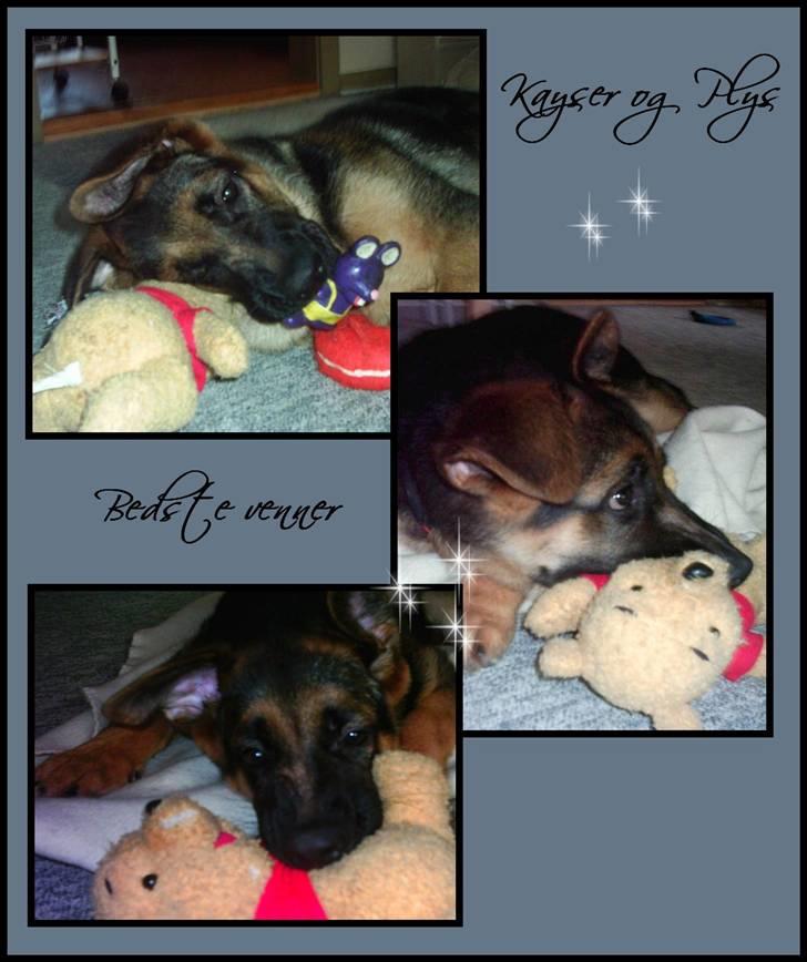 Schæferhund Kayser 30/4 05 - 16/1 06 billede 8