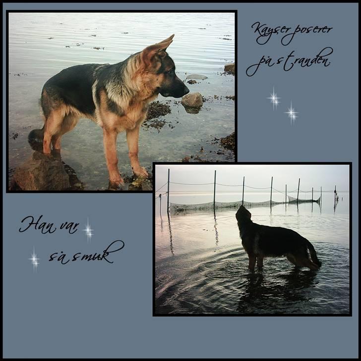 Schæferhund Kayser 30/4 05 - 16/1 06 billede 9