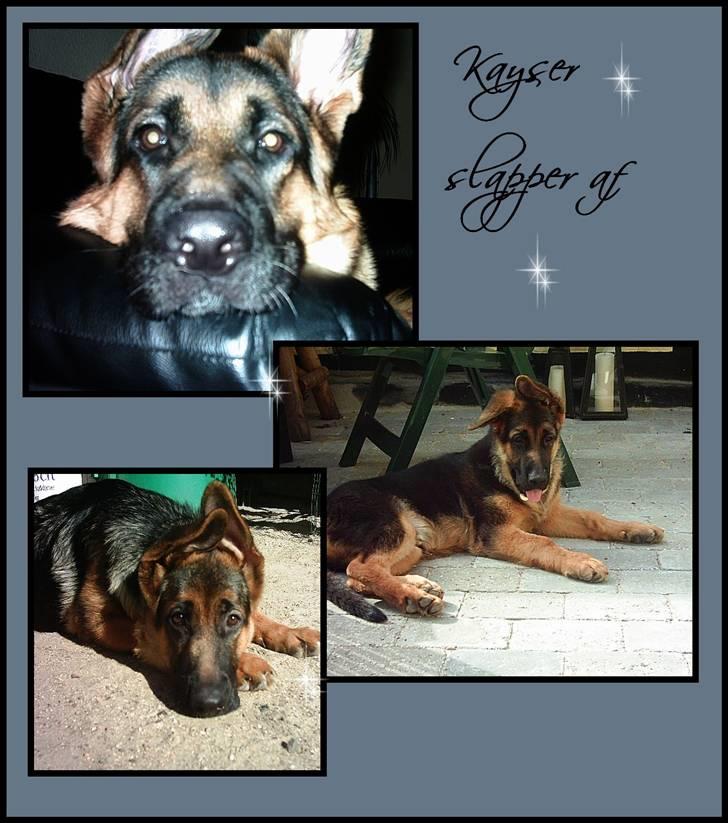 Schæferhund Kayser 30/4 05 - 16/1 06 billede 10