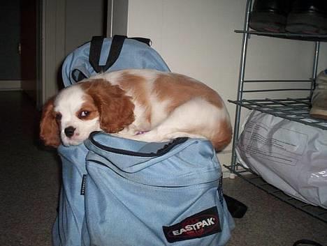 Cavalier king charles spaniel Simba - Du må ikke tage i skole uden mig mor!!! billede 1