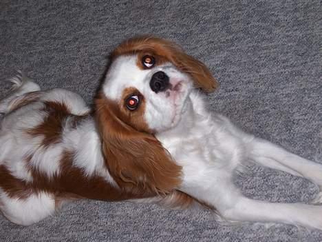 Cavalier king charles spaniel Simba - Sagde i der var mad? billede 2