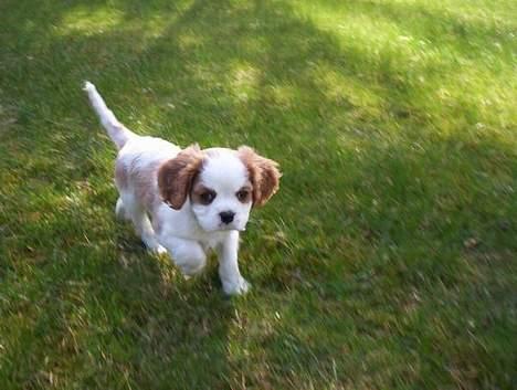 Cavalier king charles spaniel Simba - jeg lusker lige lidt rundt billede 3