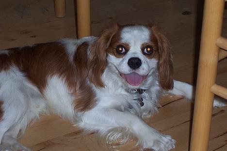 Cavalier king charles spaniel Simba - det var sku en lang gå tur billede 4