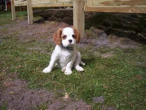 Cavalier king charles spaniel Simba - Tag så det billede jeg gider ikke mere nu billede 5