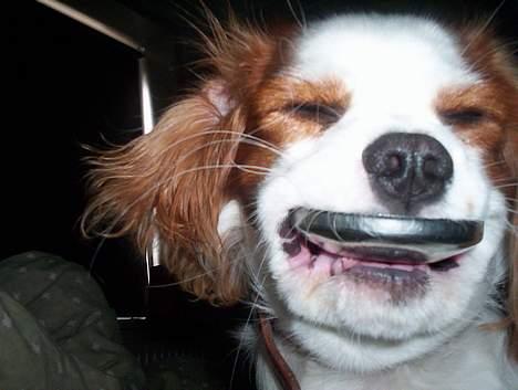 Cavalier king charles spaniel Simba - Jeg hjælper lige far med at rydde op :-S billede 6