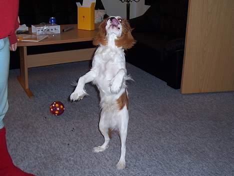 Cavalier king charles spaniel Simba - Har du mad julemand?? Er jeg ikke bare god til at tigge billede 7