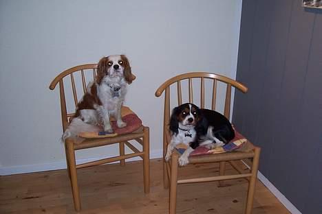 Cavalier king charles spaniel Simba - Ja det er min kæreste ti hi fnis billede 8