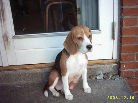Beagle Gunhild - Nyder lige udsigten :-) billede 12