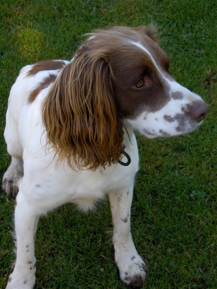 Field Trial spaniel Mickey  billede 2