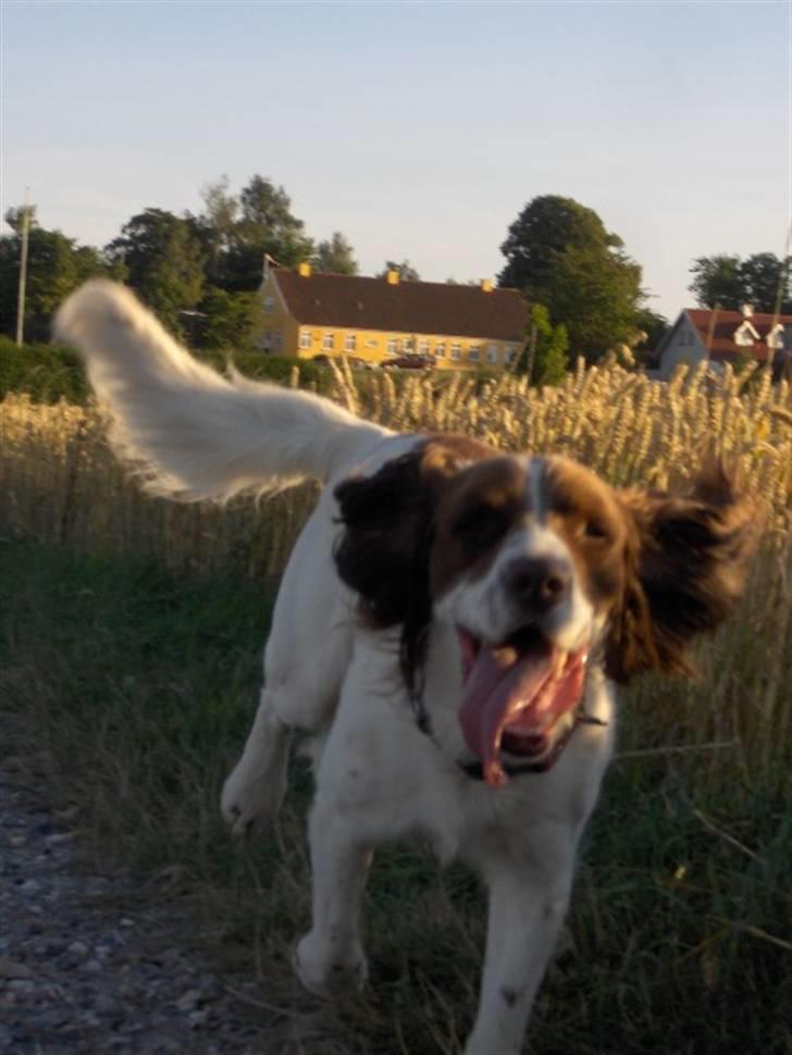 Field Trial spaniel Mickey  - Mickey på vej ned mod skoven, kvaliteten er ikke så god, men synes ellers det blev et godt billede (; billede 3