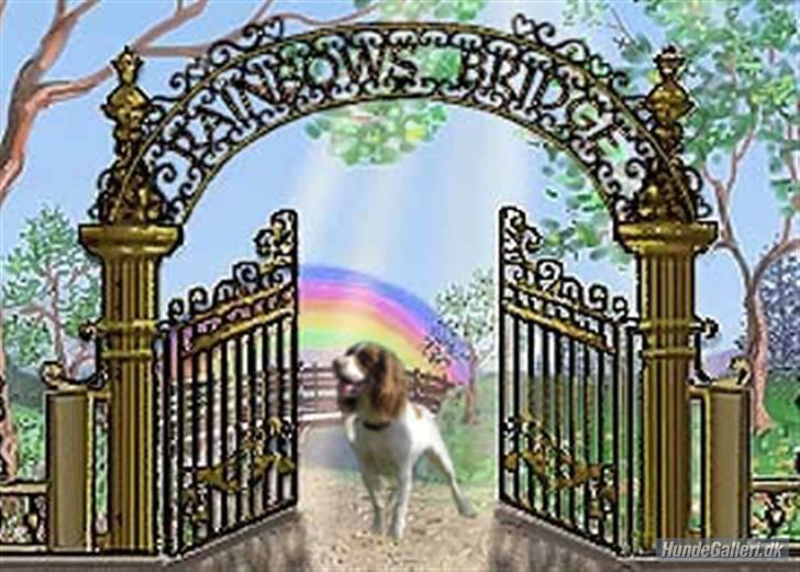 Field Trial spaniel Mickey  - Tusind tak til Irene for at lave dette billede !  billede 4