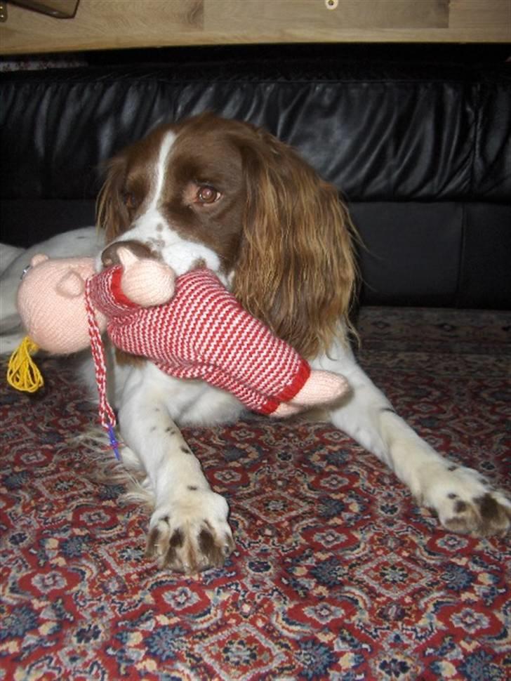Field Trial spaniel Mickey  - Mickey plejer ikke at tagge ting der ikke er hans, men den nisse var altså for spændende (; billede 5