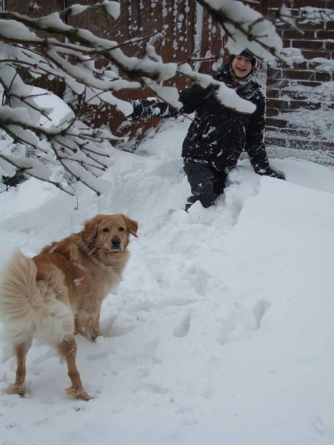 Hovawart Balder - Balder og min lillebror i sneen. billede 8