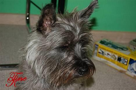 Blanding af racer Chili billede 1