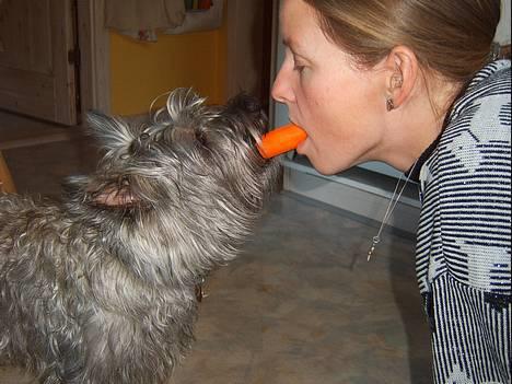 Blanding af racer Chili - øhh... billede 2