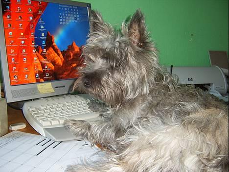 Blanding af racer Chili billede 3