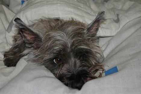 Blanding af racer Chili billede 4