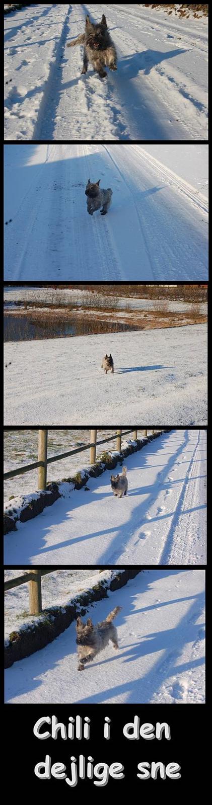 Blanding af racer Chili - jubii... billede 5