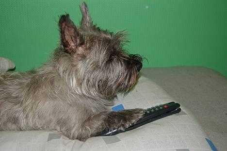 Blanding af racer Chili - ser lige om der er andet i fjernern billede 6