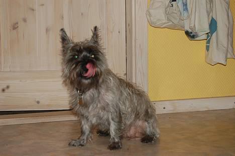 Blanding af racer Chili billede 7