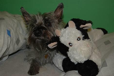 Blanding af racer Chili billede 8