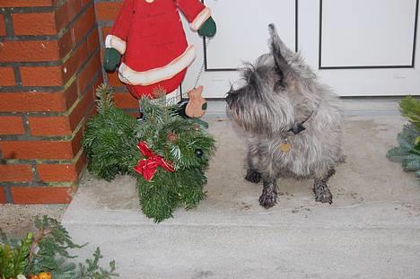 Blanding af racer Chili billede 9