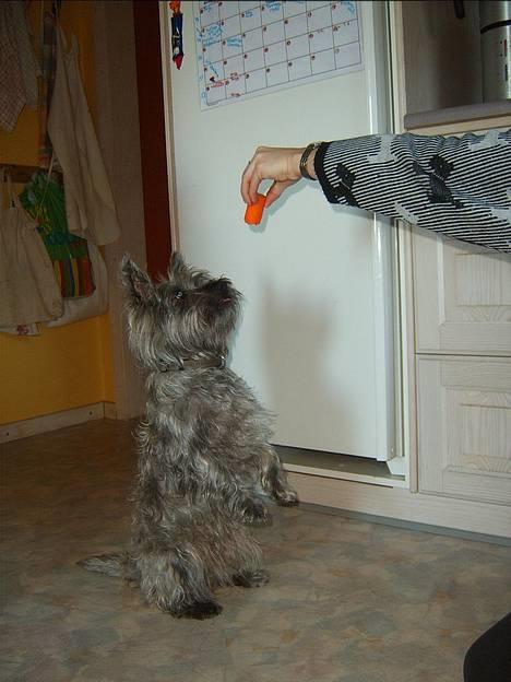 Blanding af racer Chili billede 10