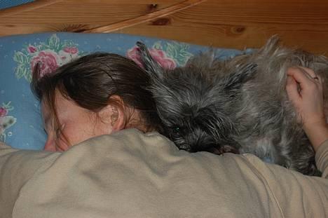 Blanding af racer Chili billede 11