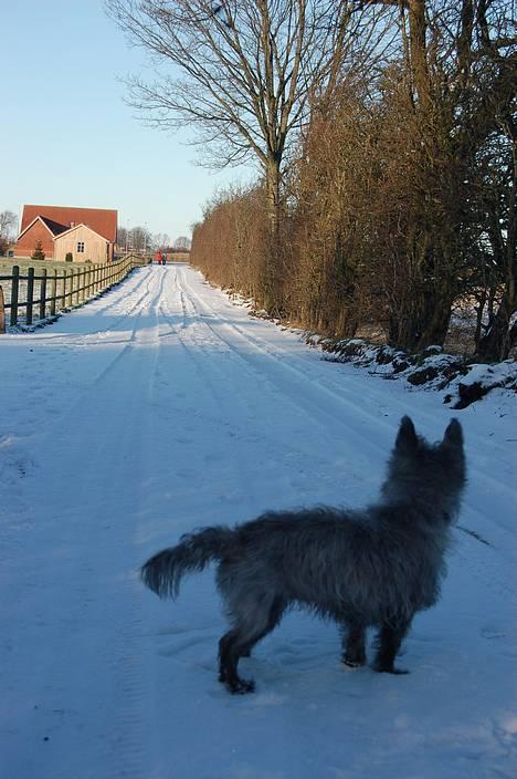 Blanding af racer Chili billede 12