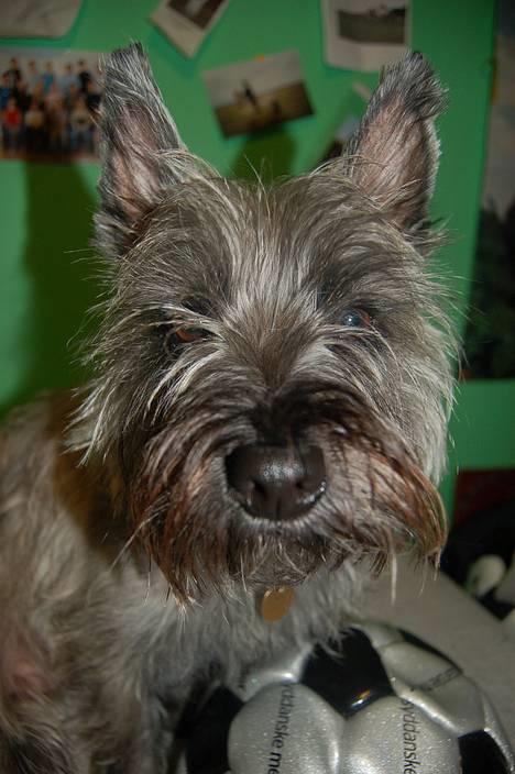 Blanding af racer Chili billede 13