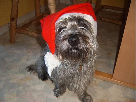 Blanding af racer Chili billede 14