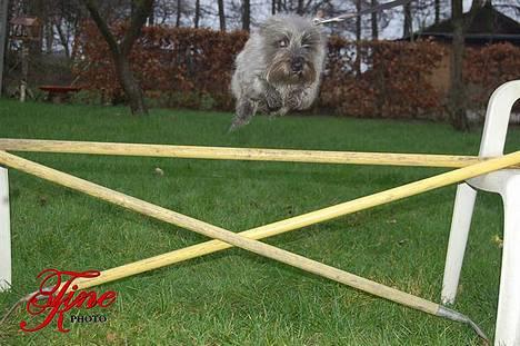 Blanding af racer Chili billede 15